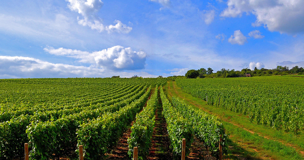 Ecophyto�: 34 projets s�lectionn�s pour baisser l'usage des pesticides