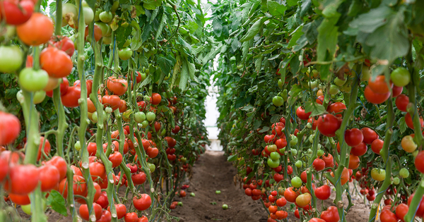 Agriculture bio�: des serres chauff�es, mais sous conditions