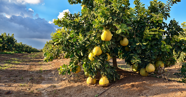 Pesticides�: l'Efsa juge le chlorpyrifos dangereux pour la sant� humaine