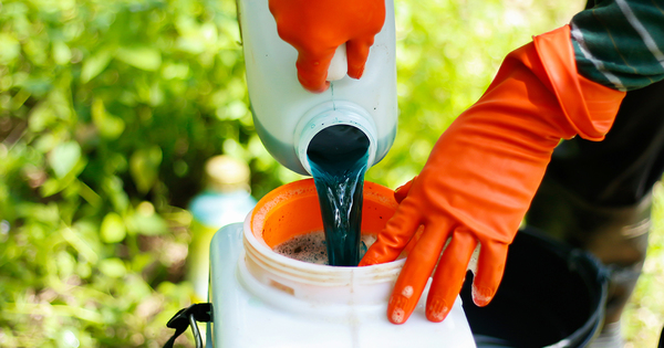 L'Agence nationale de s�curit� sanitaire ne retirera pas l'autorisation des fongicides SDHI