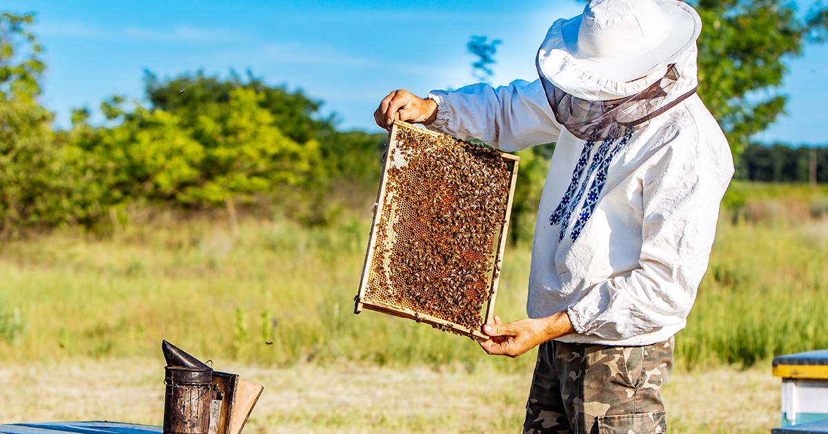 Deux initiatives européennes sur l'urgence climatique et sur les abeilles enregistrées par Bruxelles