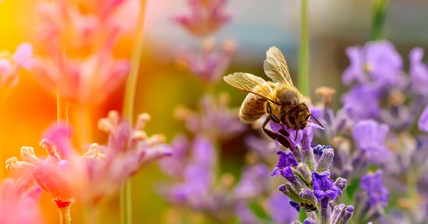 Pesticides�: l'interdiction de deux substances apparent�es aux n�onicotino�des soumise � consultation