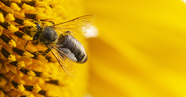 Abeilles et pesticides�: l'Efsa consulte les parties prenantes sur la r�vision de ses lignes directrices