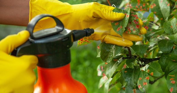 Règlement pesticides : pas de violation du principe de précaution selon la justice européenne 