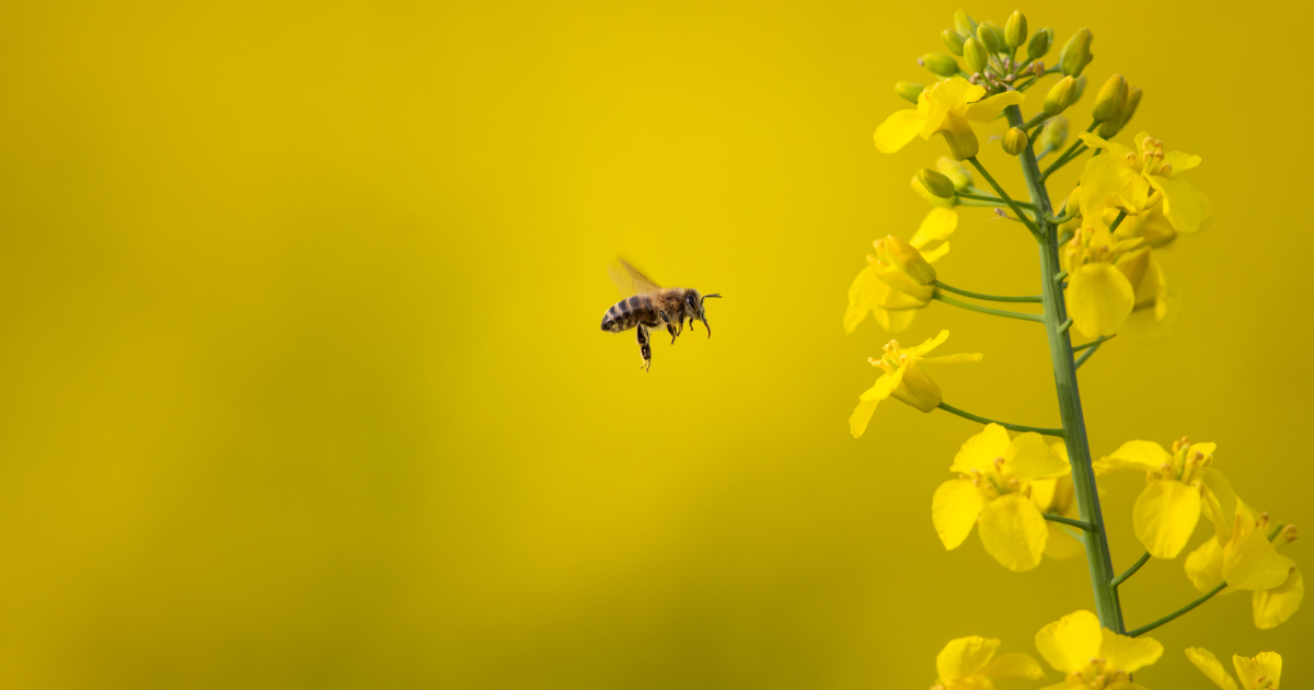 Colza : les abeilles font un meilleur travail que les phytosanitaires (et surtout il est gratuit)