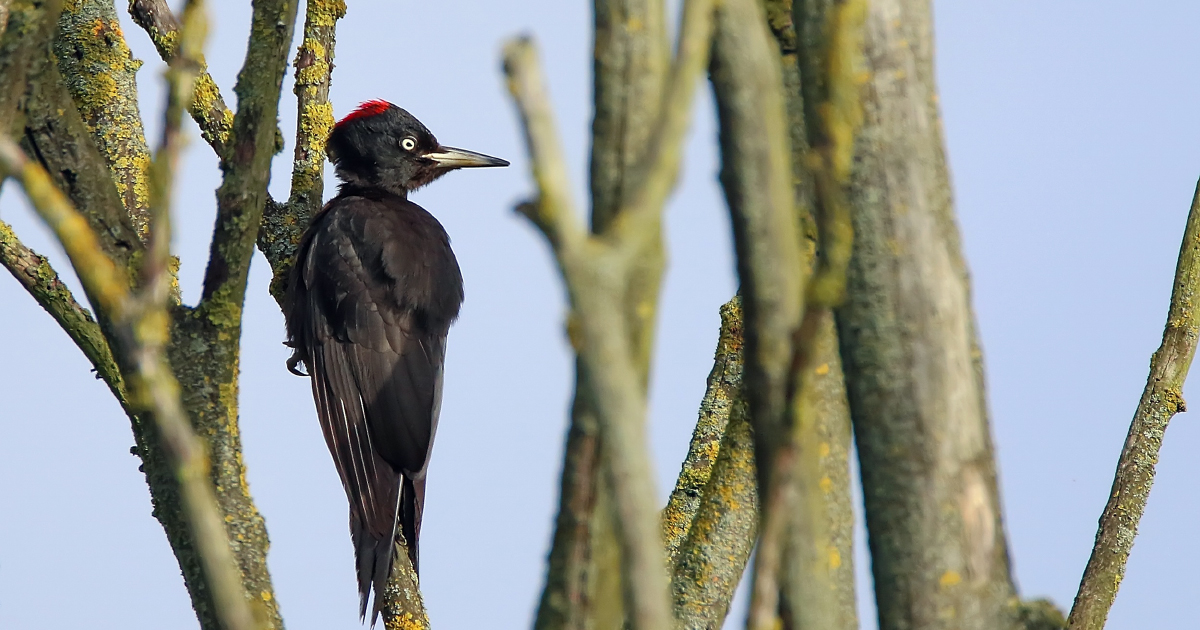 Les effectifs d'oiseaux communs augmentent dans les réserves naturelles, alors qu'ils diminuent ailleurs