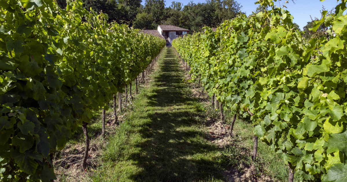Pesticides : lancement d'une étude nationale pour mesurer l'exposition de la population en zone viticole