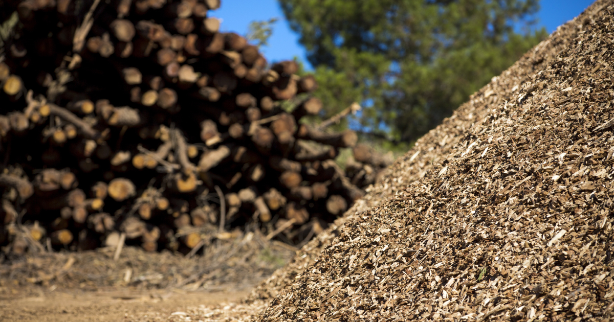 lectricit  partir de biomasse : 14 nouveaux projets soutenus