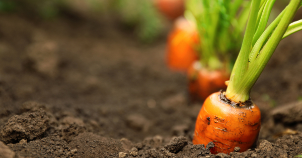 2019�: l'impact des conditions m�t�orologiques sur les productions agricoles