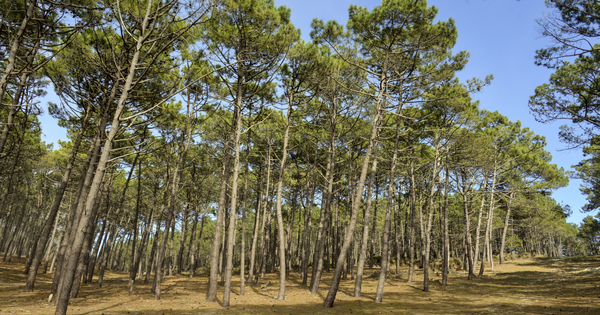 Les forêts françaises menacées par la prolifération de bioagresseurs