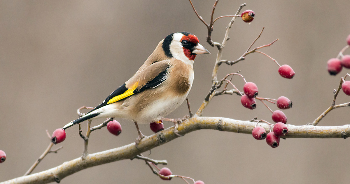 L'Observatoire des oiseaux de jardins lance le défi « Confinés mais aux aguets » 