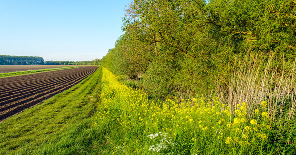 Pacte vert de l'UE: 87 ONG demandent une sortie des pesticides pour protger les abeilles