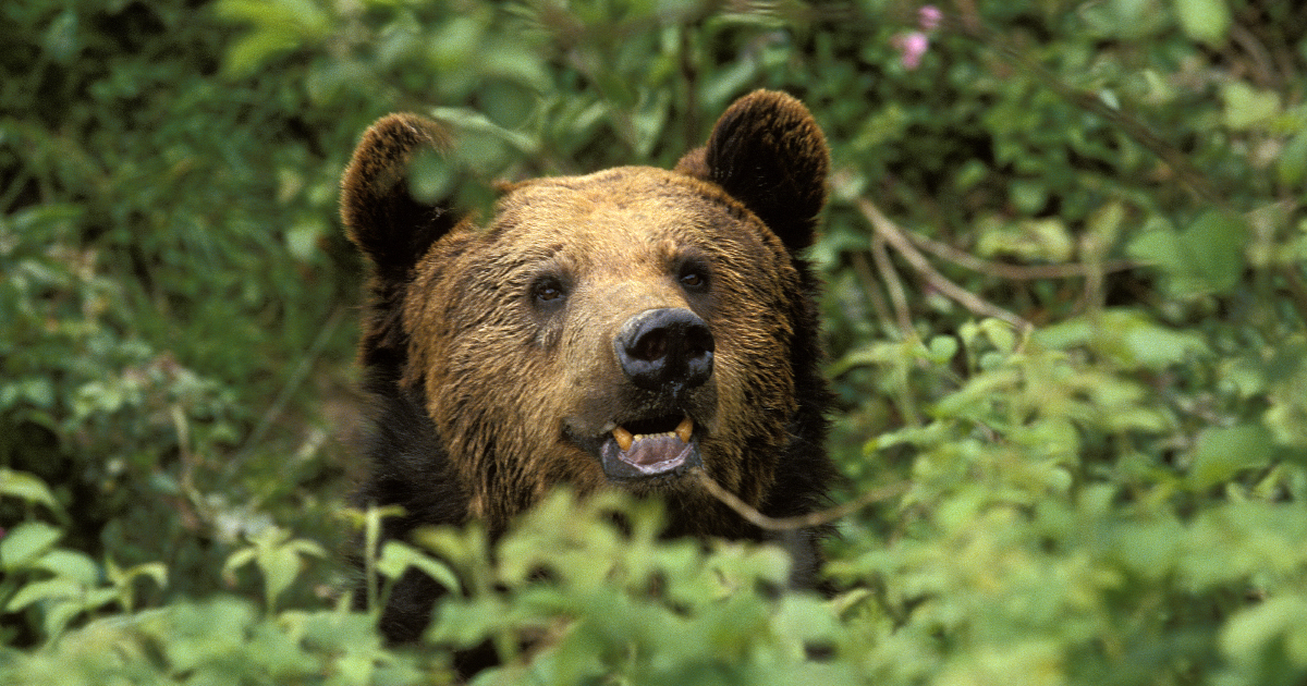 La population d'ours estime  52 individus dans les Pyrnes
