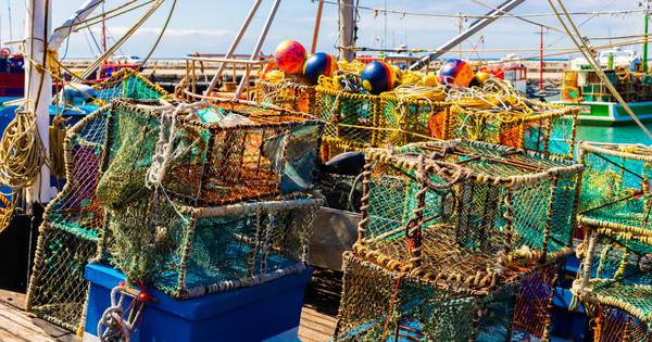 Pêche durable : le label MSC dans la ligne de mire de l'association Bloom