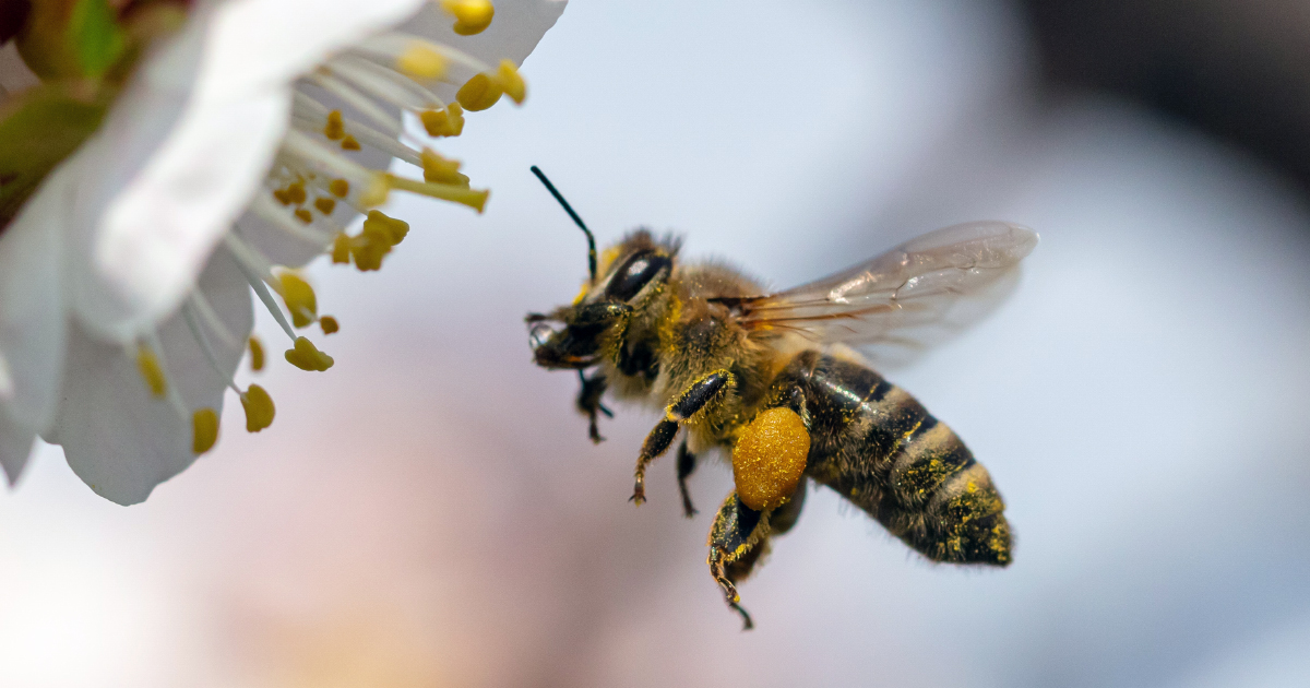 Effondrement mondial des insectes : deux ONG dénoncent l'agriculture industrielle