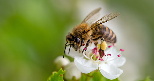 Abeilles et tests des pesticides: Pollinis saisit le Tribunal de l'Union europenne