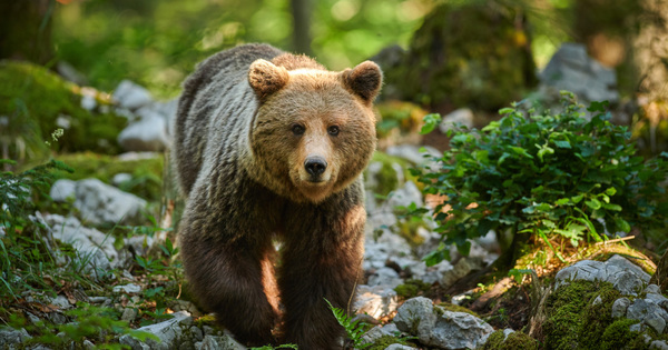 Mort d'un ours en Ariège : vingt associations portent plainte