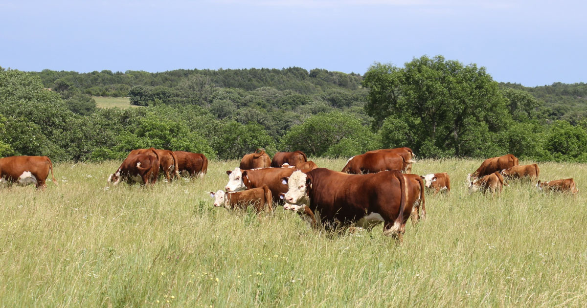 L'accroissement du bétail est un facteur de pandémie mondiale, selon une étude française