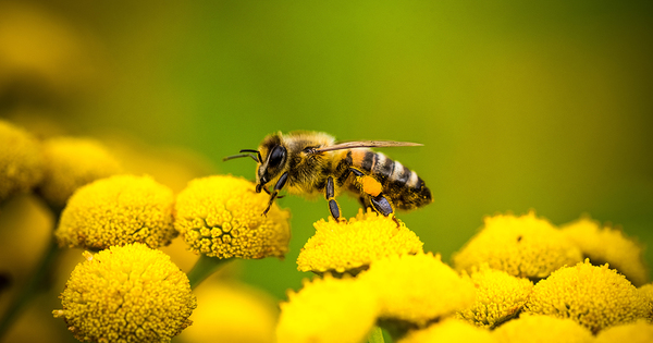 Pesticides et abeilles: l'Efsa ractualise ses donnes sur les taux de mortalit
