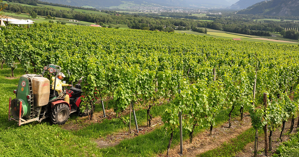 Phytosanitaires�: le fongicide mancoz�be sera interdit en Europe � partir de 2021