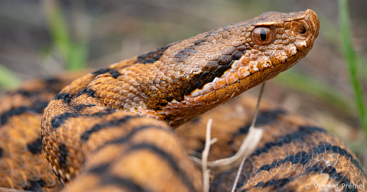 Les reptiles et amphibiens de France mtropolitaine gagnent en protection
