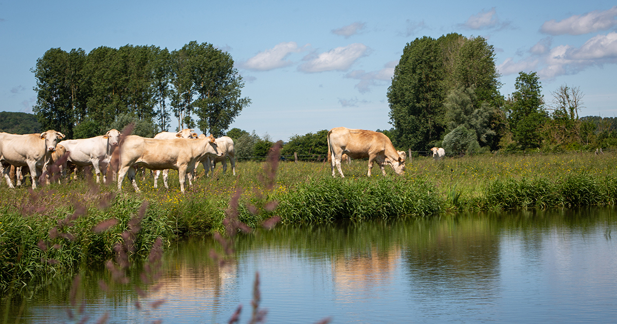 L'agence de l'eau Artois Picardie lance un appel à projets pour aider l'élevage à l'herbe