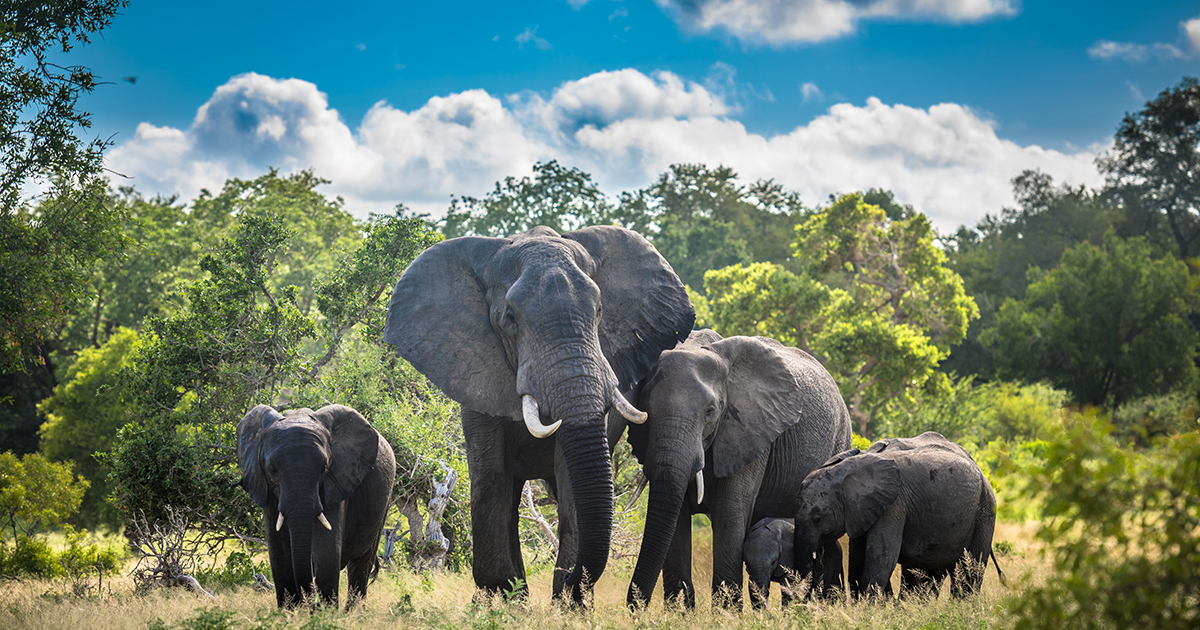Les éléphants d'Afrique en danger d'extinction