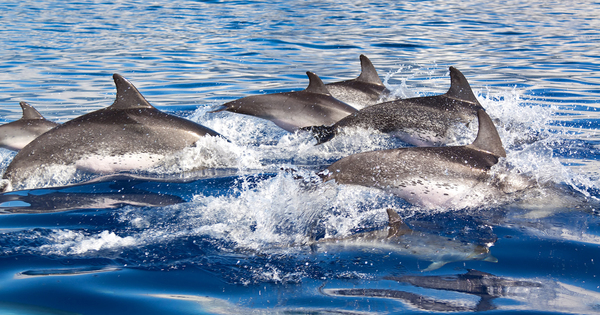 Captures de dauphins : le Conseil d'État rejette la requête de Sea Shepherd 