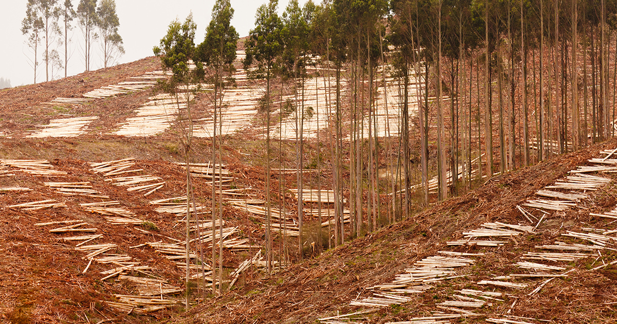 Biomasse forestière : une consultation européenne sur les nouveaux critères de durabilité