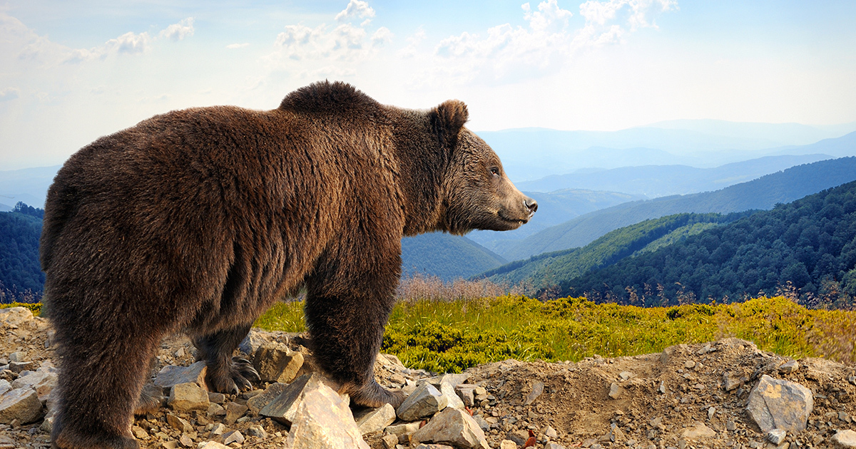 Effarouchement de l'ours: un nouvel arrt renforce l'encadrement des tirs non ltaux