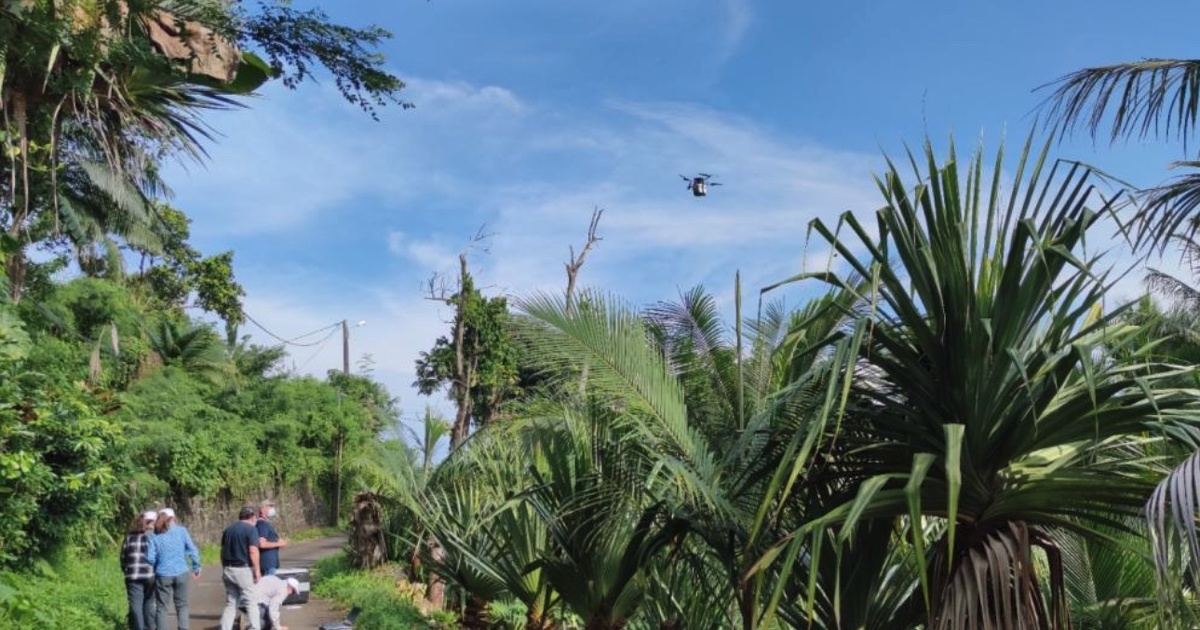 Lutte contre les nuisibles : lâcher de moustiques stériles sur l'île de La Réunion