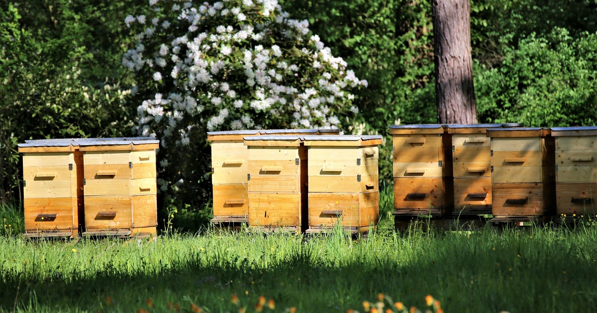 L'Efsa propose une nouvelle mthode d'valuation des risques environnementaux pour les abeilles