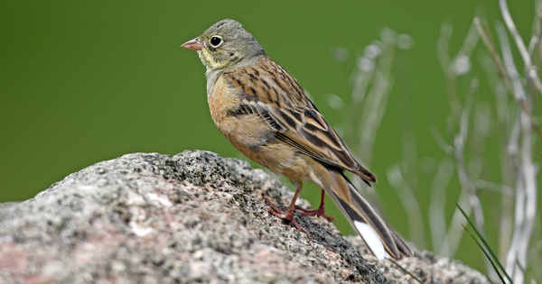Oiseaux : 43 espèces en régression selon un bilan de 30 ans d'observation
