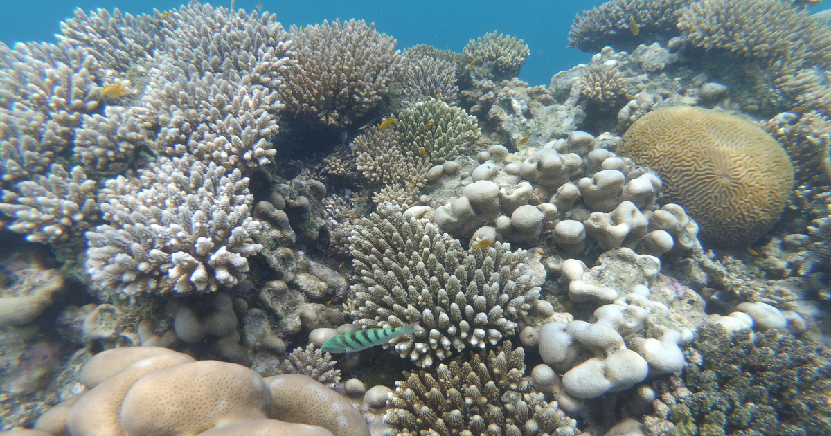 Bilan de sant des rcifs coralliens franais, des rsultats contrasts selon les territoires 