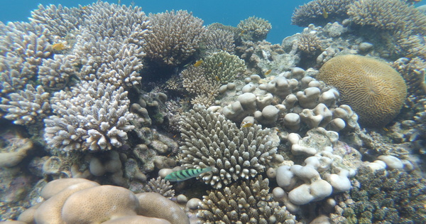 Bilan de santé des récifs coralliens français, des résultats contrastés selon les territoires 