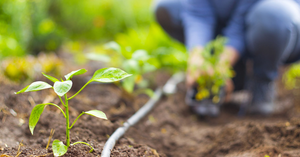 Les chercheurs du CNRS imaginent un plan pour nourrir l'Europe gr�ce � l'agriculture biologique