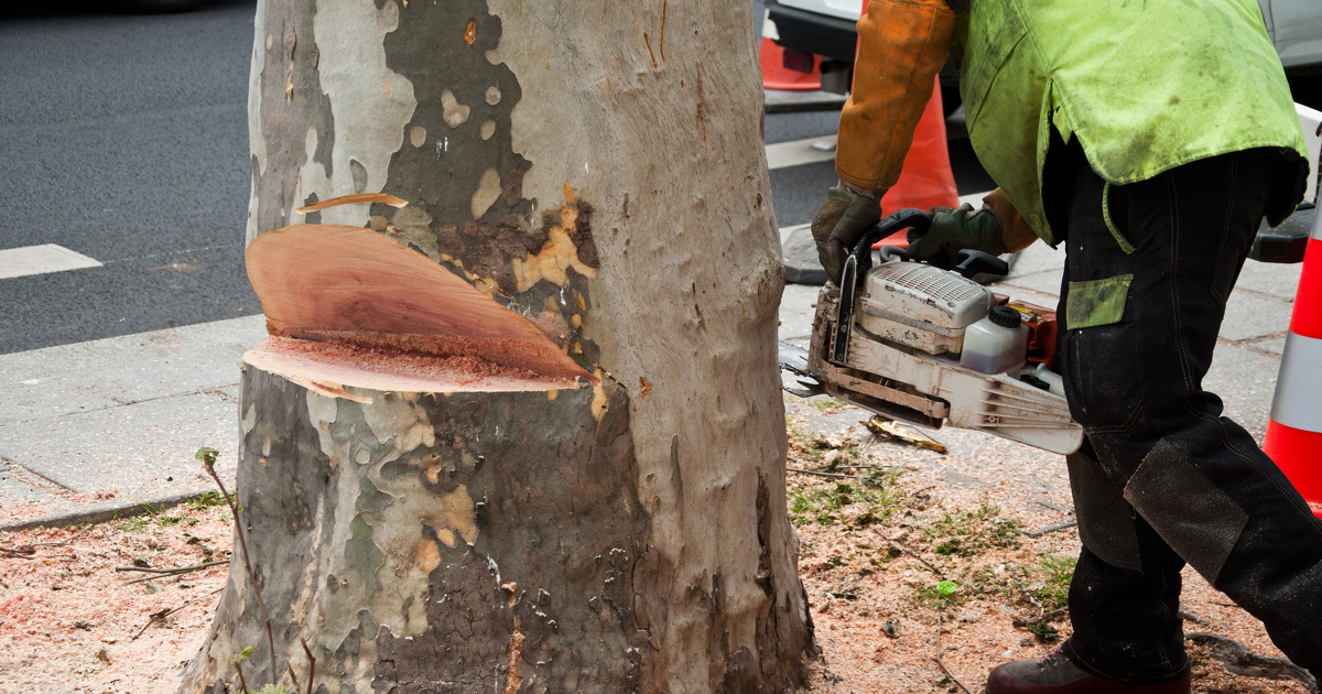 Alignements d'arbres: le Conseil d'tat prcise les conditions d'abattage