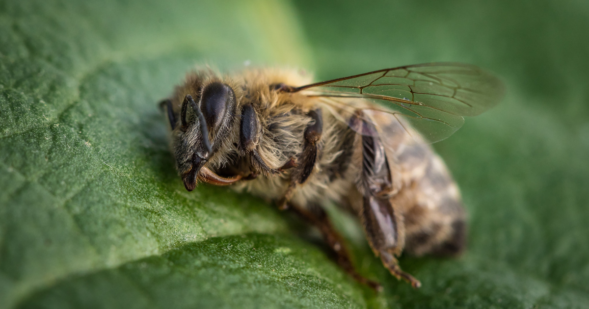Nonicotinodes: le Conseil d'tat reconnat les effets nfastes sur la sant des abeilles