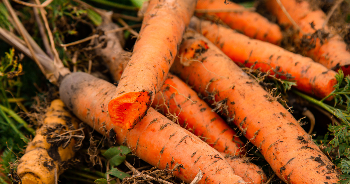 Un tribunal condamne des agriculteurs pour l'utilisation du pesticide dichloropropne interdit en France