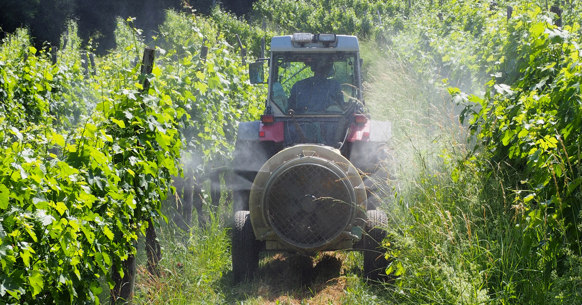 Mesure de l'exposition aux pesticides en zone viticole : l'étude PestiRiv démarre
