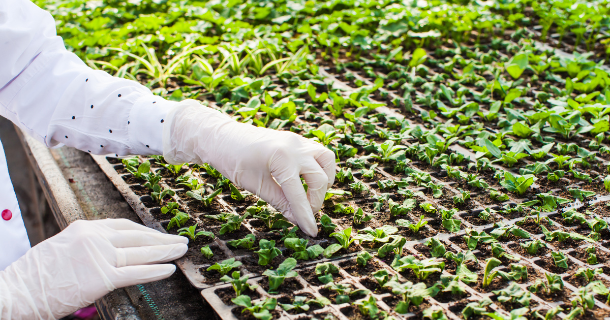 Évaluation des OGM : un projet de décret en consultation