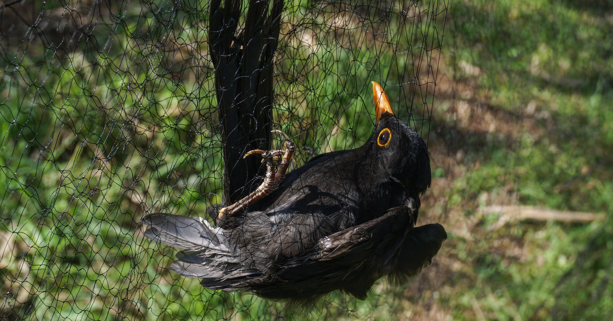 Le Conseil d'tat suspend les autorisations de chasse traditionnelle de plusieurs oiseaux 