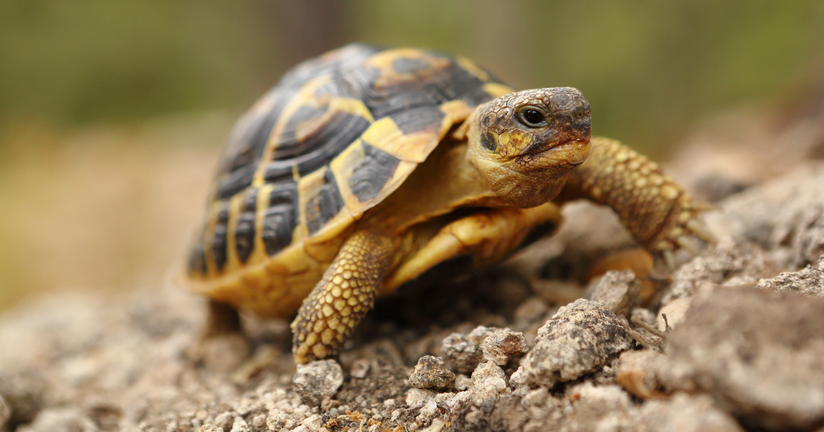 Destruction de tortues d'Hermann : la justice ordonne la réparation du préjudice écologique