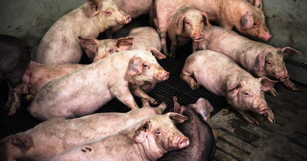 Élevages porcins en Bretagne : la justice met le holà à une extension en zone littorale