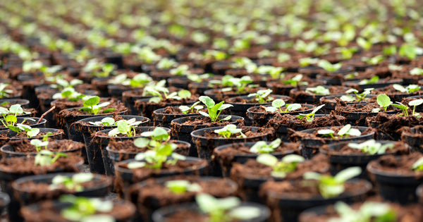 Le 3e Plan semences et plants pour une agriculture durable est lancé