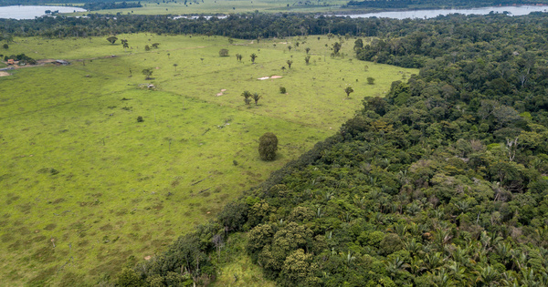Développer une écologie des paysages pour comprendre la déforestation