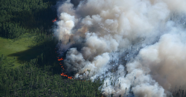 En 2021, les feux de forêt ont battu des records d'émissions de carbone