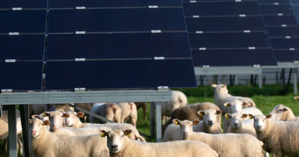 Agrivoltaïsme : les panneaux solaires faciliteraient la pousse de l'herbe