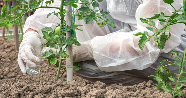 L'évaluation des utilisations disséminées d'OGM est confiée à l'Anses