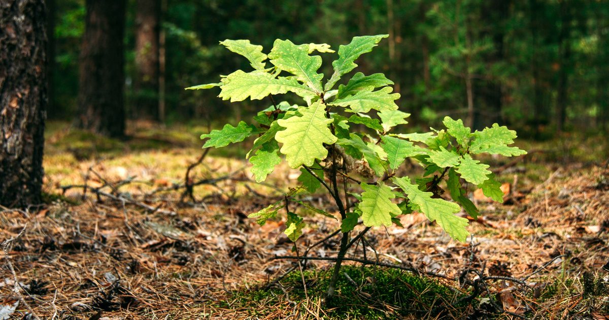 Gestion forestière : les jeunes générations de chênes mieux adaptées aux changements climatiques